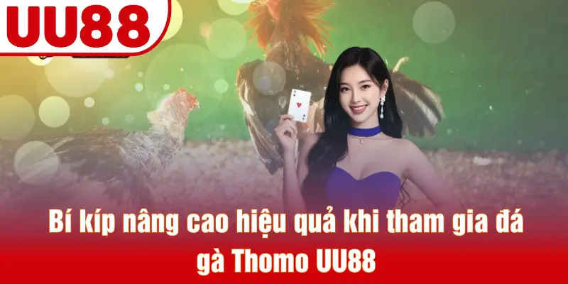 Bí kíp nâng cao hiệu quả khi tham gia đá gà Thomo UU88