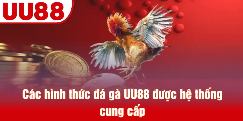 Các hình thức đá gà UU88 được hệ thống cung cấp