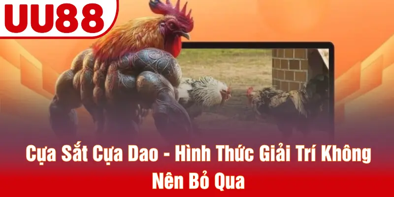 Cựa Sắt Cựa Dao - Hình Thức Giải Trí Không Nên Bỏ Qua
