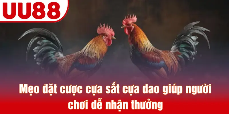Mẹo đặt cược cựa sắt cựa dao giúp người chơi dễ nhận thưởng